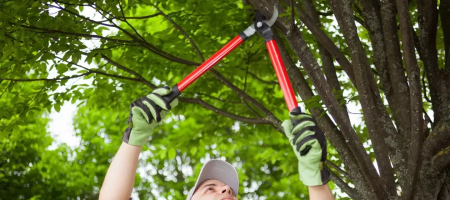 tree-trimming-2